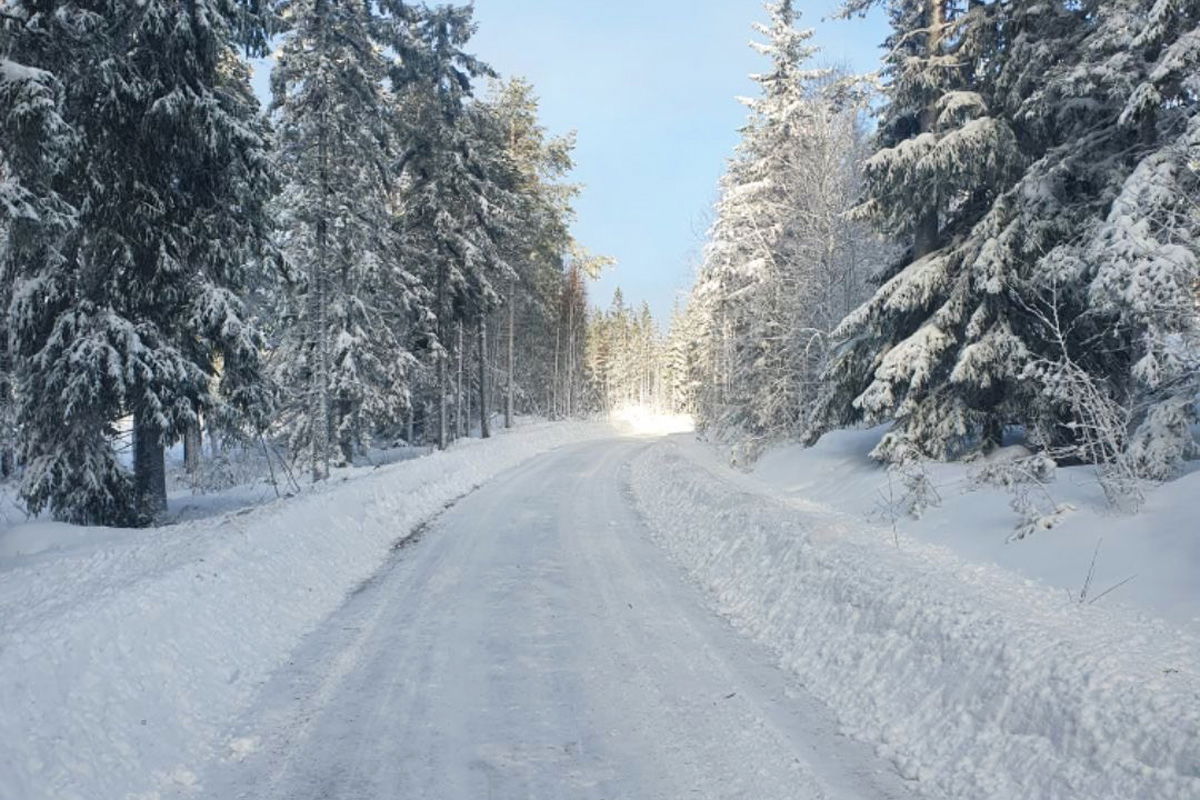 Reindeer wreak havoc on WRC’s Rally Sweden
