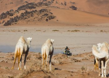 Camels were a hazard on Stage 11 of Dakar 2024. Image: ASO/Antonin Vincent/DPPI