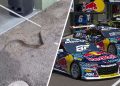 The snake was shown the door. Image: Red Bull Ampol Racing