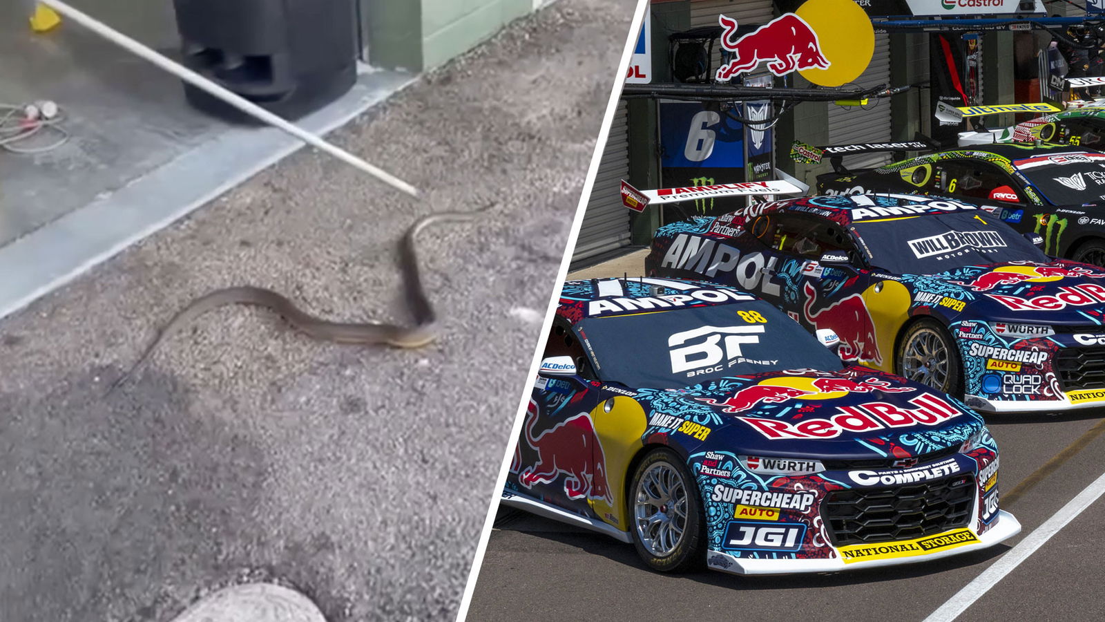 Triple Eight mechanic ushered snake out of Darwin garage