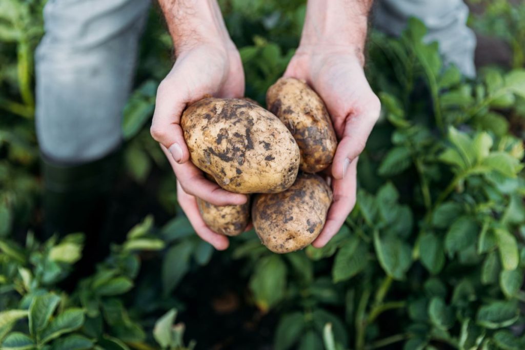 Roland's View potato farmers