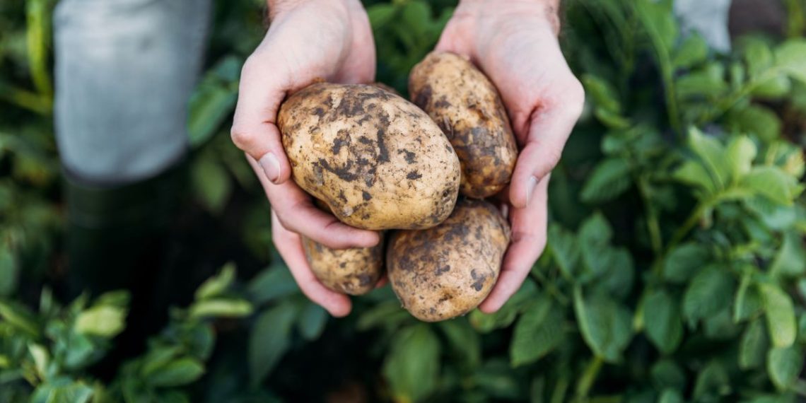 Roland's View potato farmers