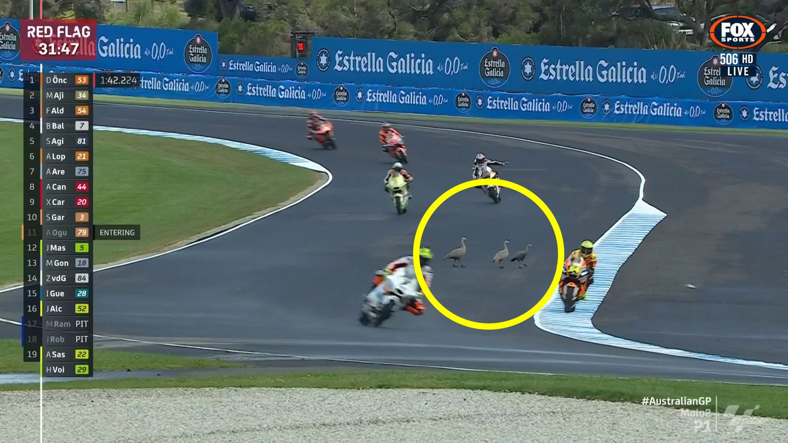 Three geese wander onto the track at Hayshed. 