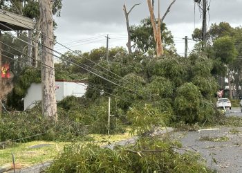 Tree damage in Mount Waverley near the Team 18 factory. Image: Team 18