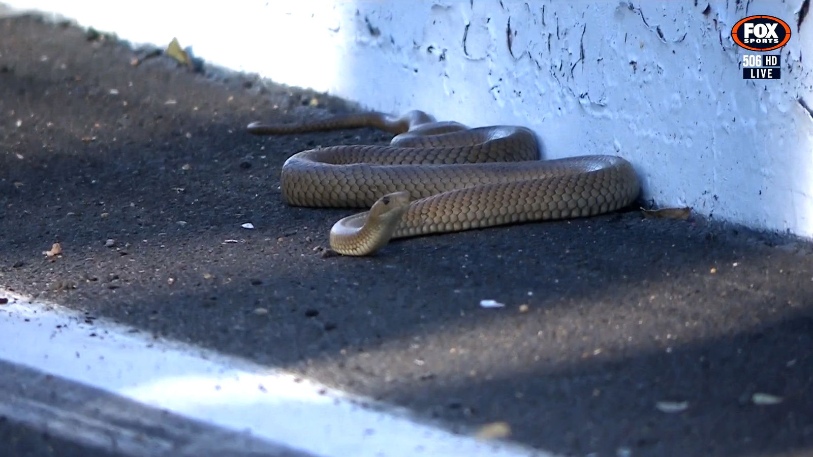 A venemous brown snake at Forrest's Elbow delayed Practice 2 at the 2024 Bathurst 1000.