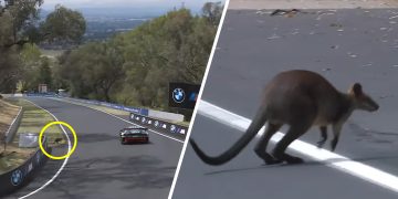 A wild wallaby made its way onto the track during Practice 3 of the 2025 Bathurst 12 Hour.
