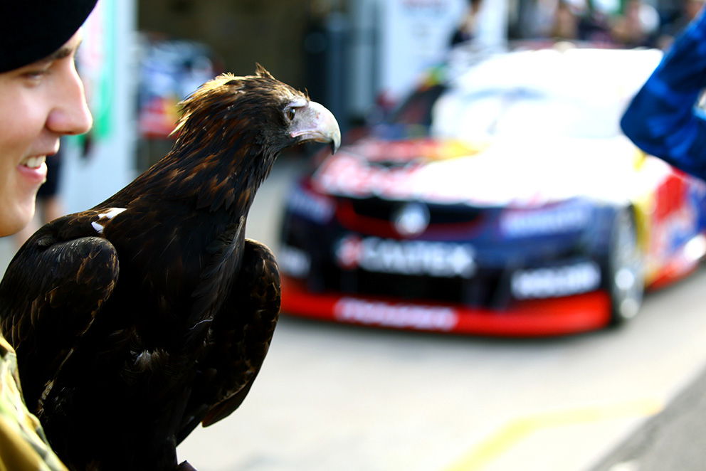 Keeping an eagle-eye on the bulls in the pit lane