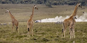 2022 FIA World Rally Championship / Round 06 / Safari Rally Kenya 2022 / 22nd-68th June, 2022 // Worldwide Copyright: Toyota Gazoo Racing WRT